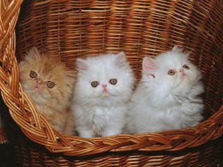 white-kittens-2.jpg