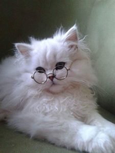 white-flyffy-cat-225x300.jpg