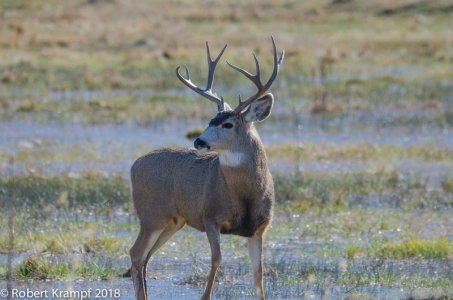 deer.jpg