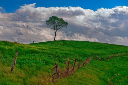 follow top tree.jpg