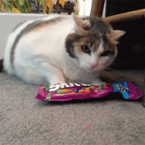 4aca865b720582728474e7db604b17fa.gif