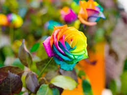 roses.jpg