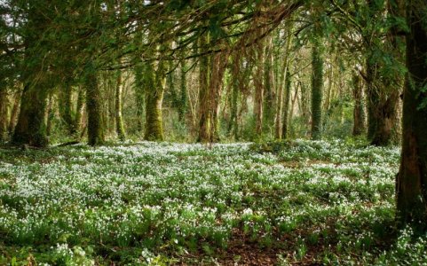 follow me spring wood.jpg