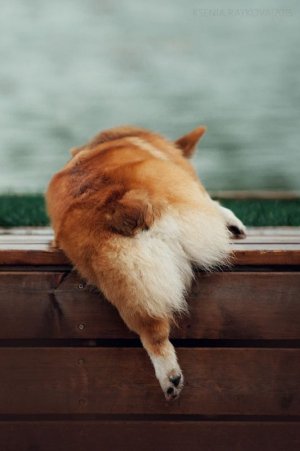 Fluffy by Ksenia Raykova _ 500px.jpeg