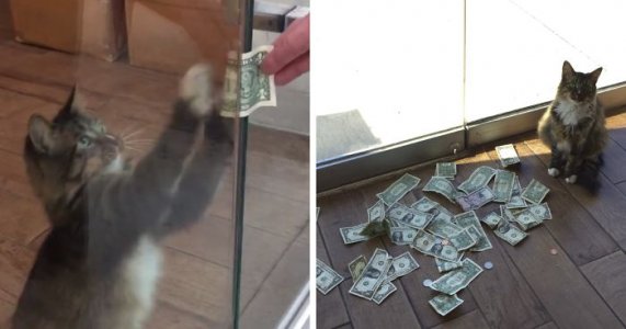 money-grabbing-cat-cashnip-kitty-fb__700-png.jpg