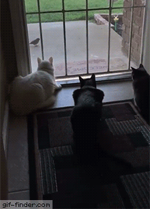 e10350fdcdac43fd6729c10f227d3a5b.gif