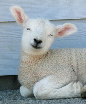 4832674358089948926a028043eda5db--smiling-lamb-keep-smiling.jpg