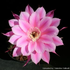 Echinopsis_cv._Eroica_13816_l.jpg