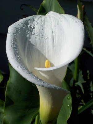 arum-lily.jpg