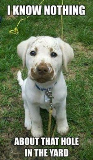 31 Most Adorable Puppies on Pinterest - A Doggie Dog World _ Puppy safe, Cute puppies, Puppies.jpeg