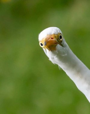 Curious @{.jpg