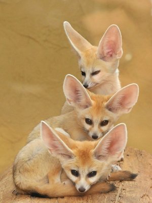 fennec-foxes-tower-by-joachim-s-muller.jpg