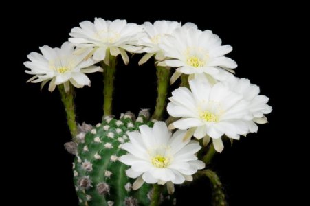 cactus-flower-pictures-beautiful-blooming-colorful_65943-84.jpg