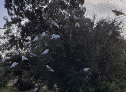 Birds2.jpg