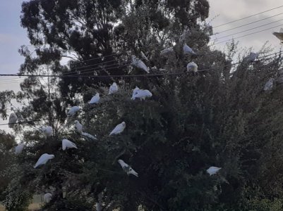 Birds3.jpg