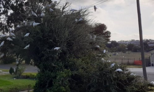 Birds4.jpg