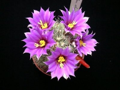 beautiful-cactus-flowers-1-728.jpg