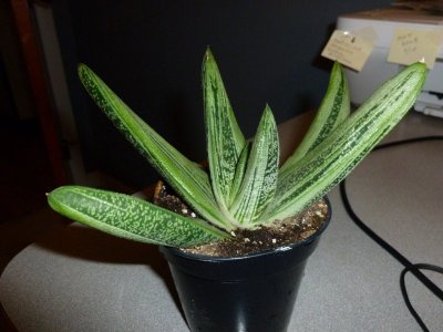 Little Warty.JPG Little Warty.JPG