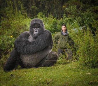 gorilla.jpg
