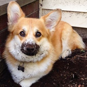 andcorgimakesthree.jpeg
