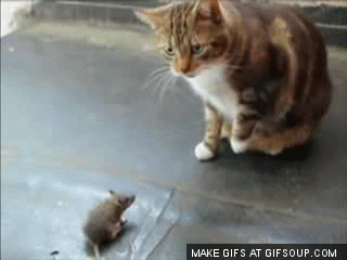 9814f361d6887ca2408157c4032ae91f.gif