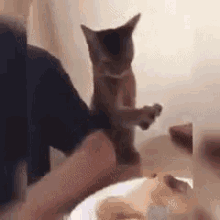 tenor (16).gif