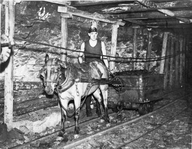 pit pony.jpg