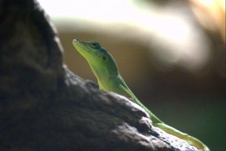1200px-Anolis_chlorocyanus.jpg