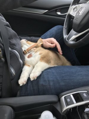 Doin A Heckin Sleep.jpeg
