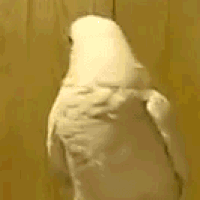 9ec927b7761f361d2d1e177f9d8a04bd_w200.gif
