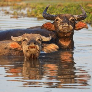 1200px-Two_water_buffaloes_bathing_at_sunset.jpg