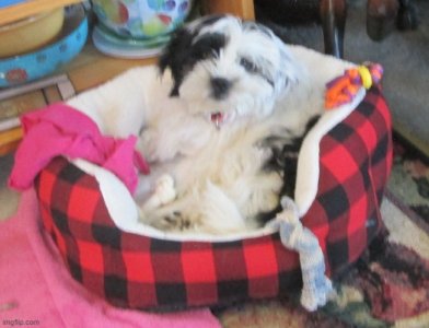 Bella 1.jpg
