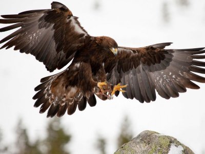 eagle.jpg