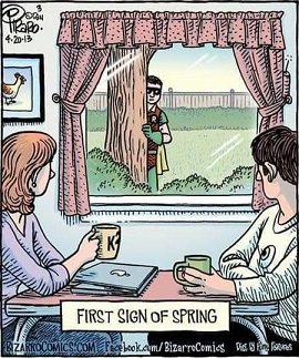 spring robin.jpg