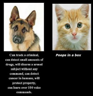 poops-in-box.jpg