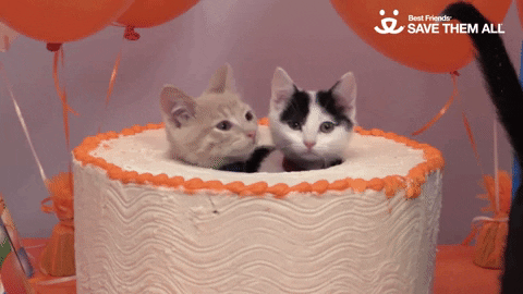 giphy (2).gif