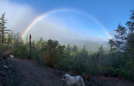 rainbow dog.jpg