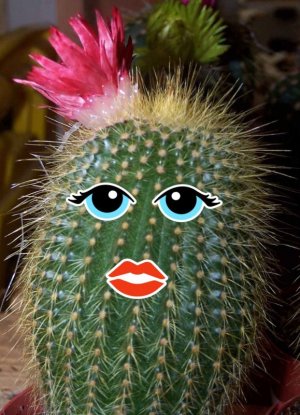 cute-cactus.jpg