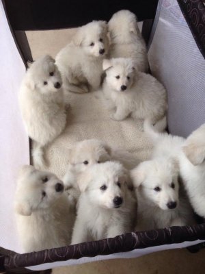 white_swiss_shepherd_puppies_ready-1516489618-864-e.jpg