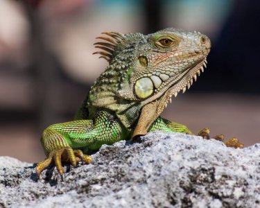 Reptiles-Green-iguana-predominantly-herbivore-green-lizard-of-the-genus-Iguana-Length-30-to-42...jpg