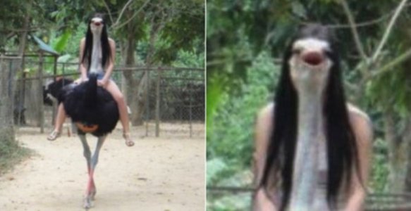 emu.jpg