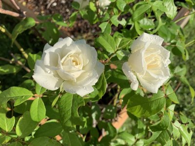 IMG_0199.jpeg