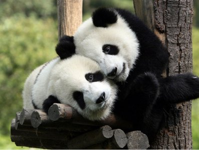 pandas-hugging.jpg
