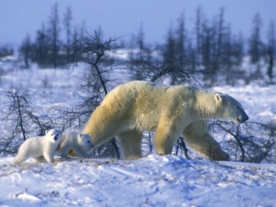polar.jpg