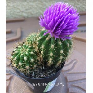 fakeflower2.jpg