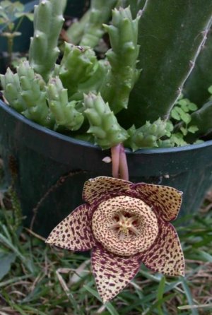 Starfish_Cactus,_Toad_Cactus_(Orbea_variegata)_2.jpg
