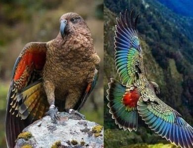 parrot.jpg