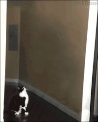 Alien Cat Grab.gif