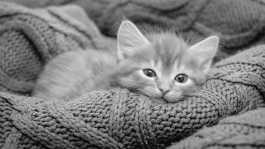 bw cat kitten.jpg