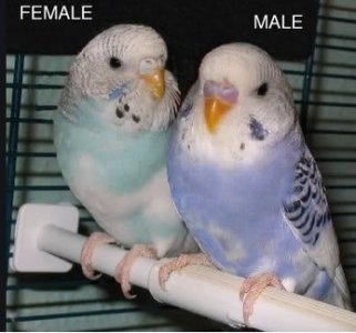 parakeets.jpg